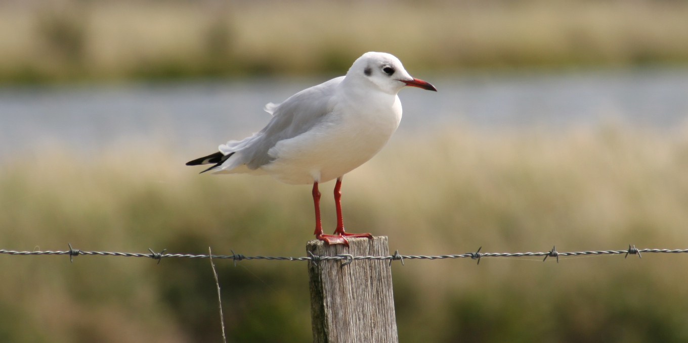 Mouette rieuse